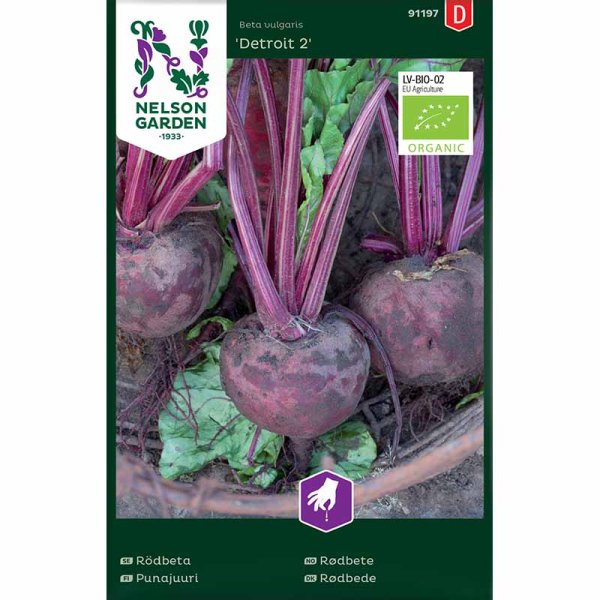 Beetroot 'Detroit 2'