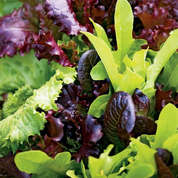 Salat 'Baby Leaf mix'
