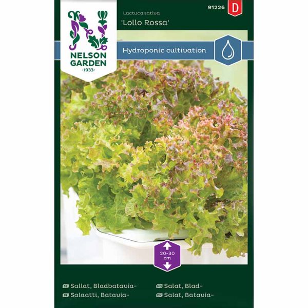 Batavia-Salat 'Lollo Rossa' - Harvy