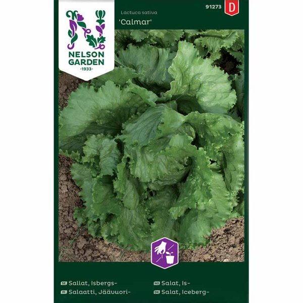 Eisbergsalat 'Calmar'