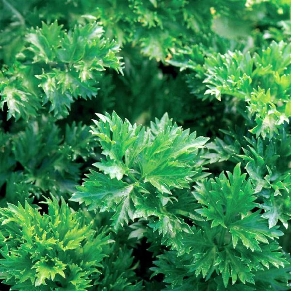 Schnittsellerie 'Gewone Snij'