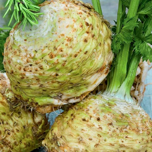 Knollensellerie 'Mars'