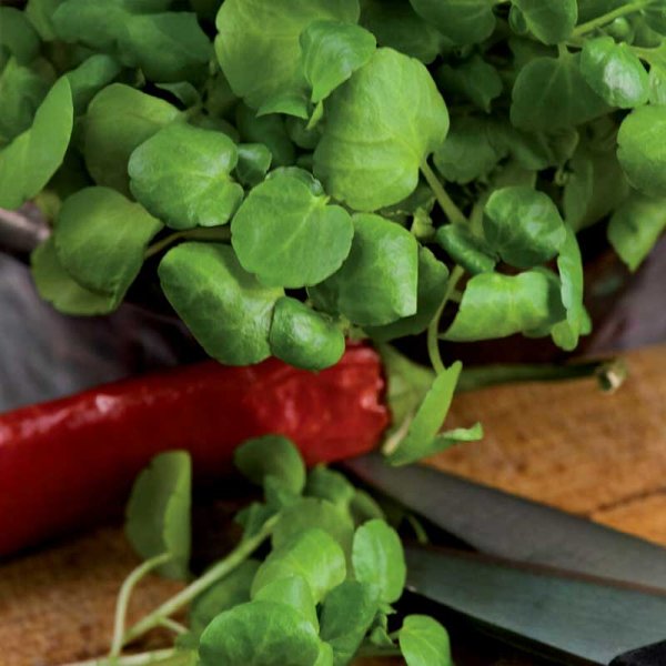 Brunnenkresse / Källfräne