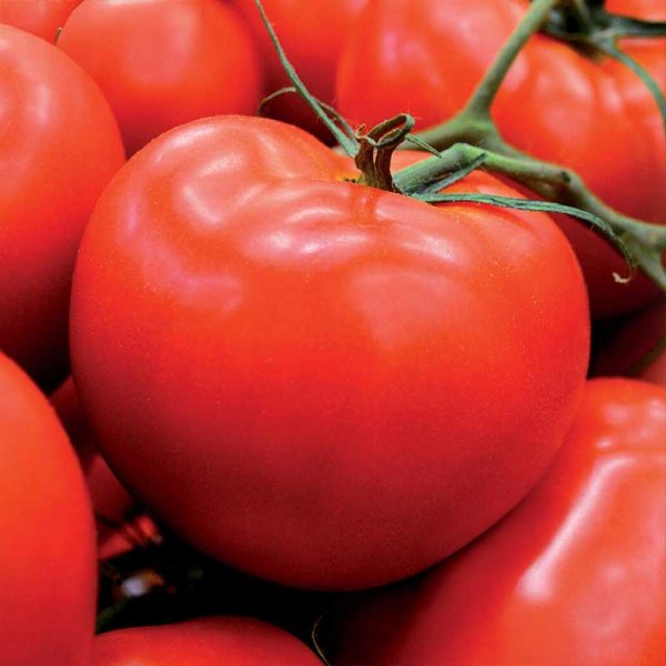 Hohe Tomate 'Hildares' F1