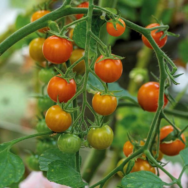 Tomate 'Golden Currant'