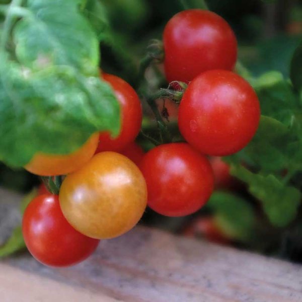 Tomato 'Veranda Red' F1