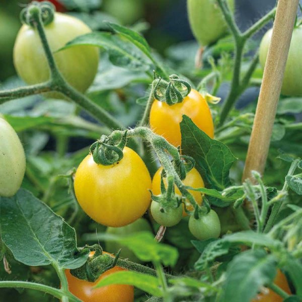 Tomato 'Funnyplums Orange' F1