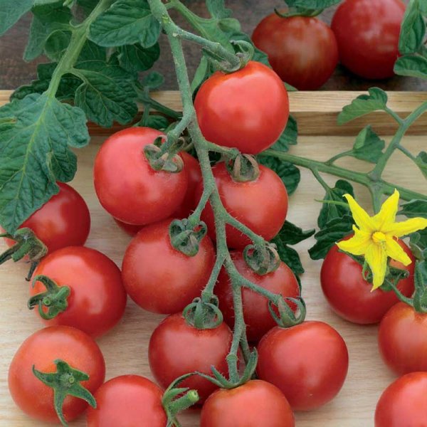 Cherrytomate 'Gardener´s Delight'