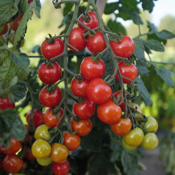 Tomate 'Rubylicious' F1