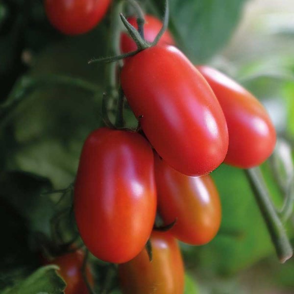 Tomate 'Ravello' F1