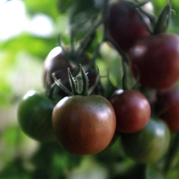 Tomate 'Black Cherry'