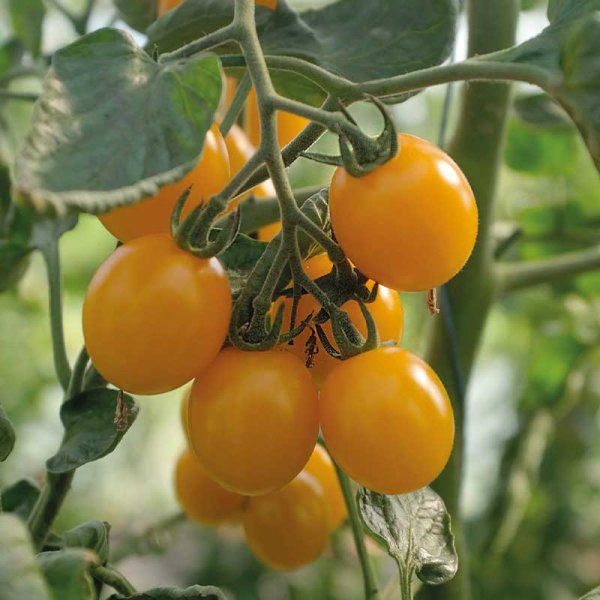 Tomate 'Golden Pearl' F1