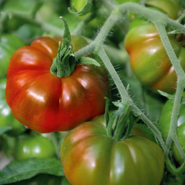 Tomate 'Marmande'