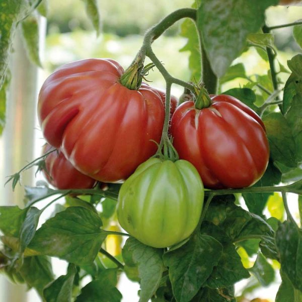 Tomate 'Liguria'