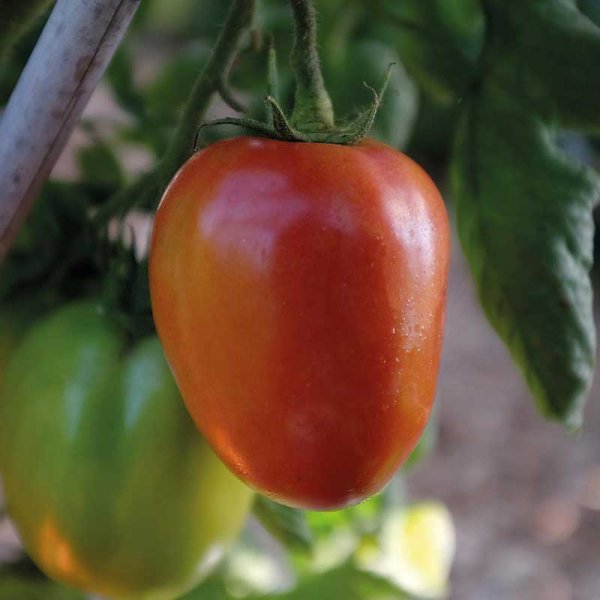 Tomate 'Big Mama' F1