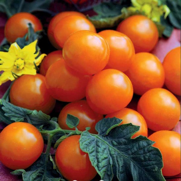 Cherrytomate 'Sungold' F1