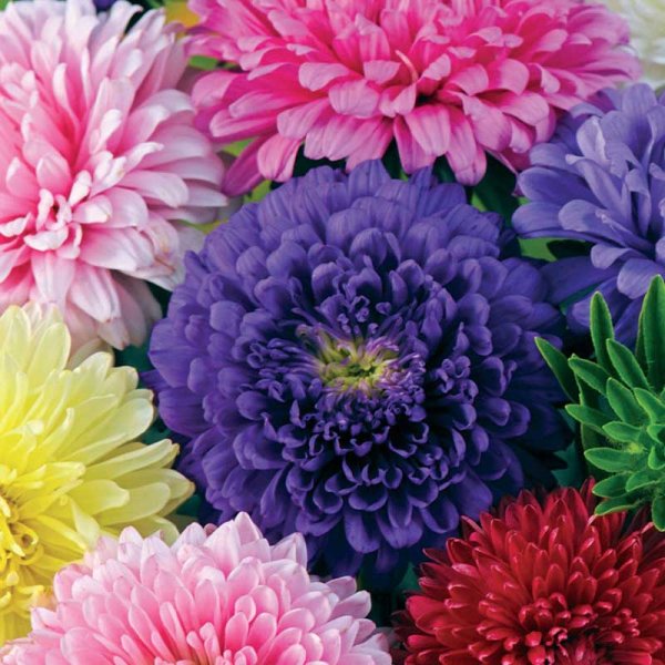 Sommeraster 'Semi-Tall mix'