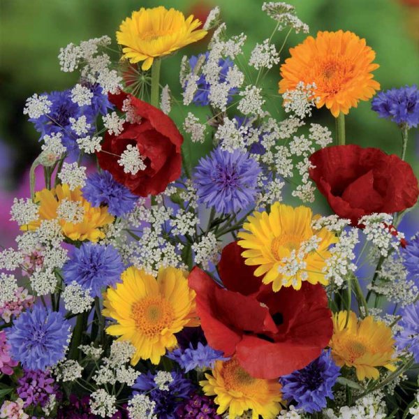 Sommerblumenmischung 'Nelson Mixture'