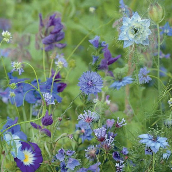 Sommerblumenmischung 'Blue Shades'