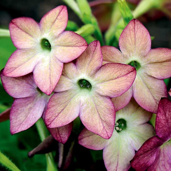 Ziertabak 'Avalon Lime/Purple Bicolour F1'