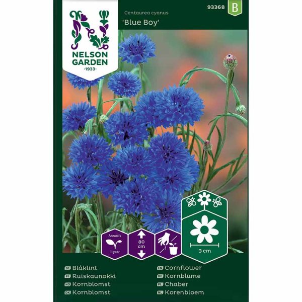 Kornblume 'Blue Boy'