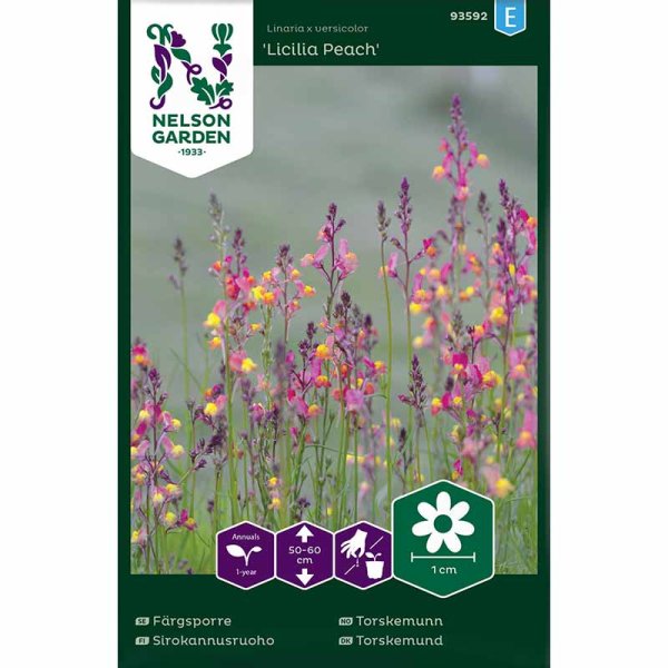 Leinkraut 'Licilia Peach'