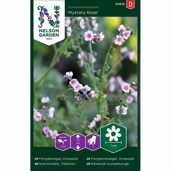 Chinesisches Vergissmeinnicht 'Mystery Rose'