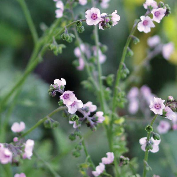 Chinesisches Vergissmeinnicht 'Mystery Rose'