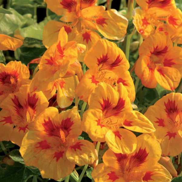 Kletternde Kapuzinerkresse 'Yellow Troika'