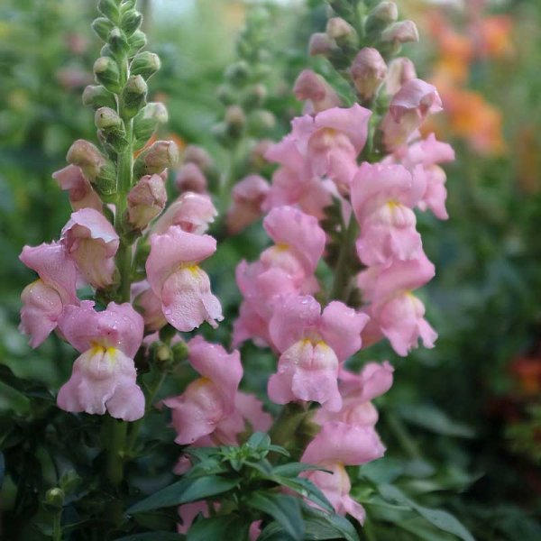 Löwenmaul 'Opus Pink' F1