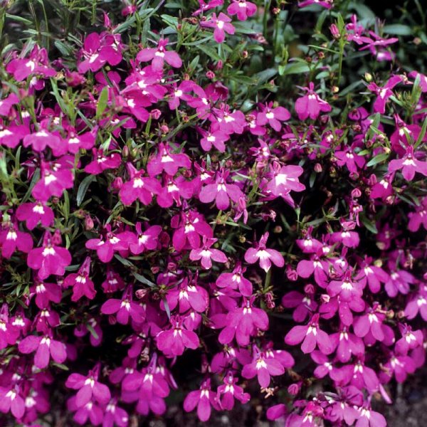 Hängelobelie 'Red Cascade'