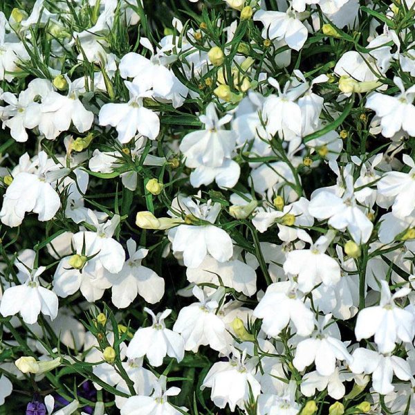 Beet-Lobelie 'Snowball'