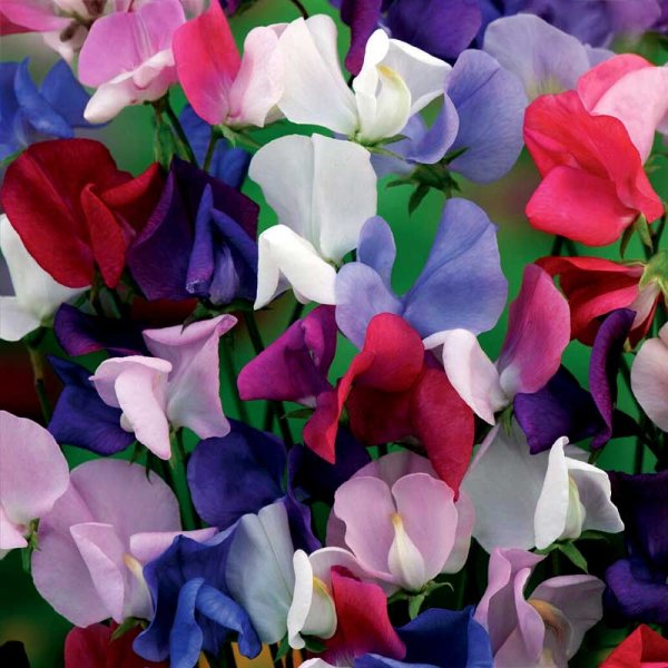Duftwicke 'Bijou Mix'
