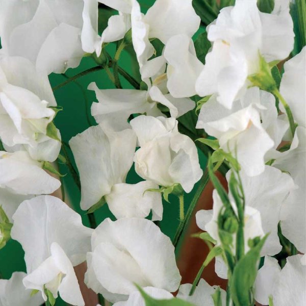 Duftwicke 'Royal White'