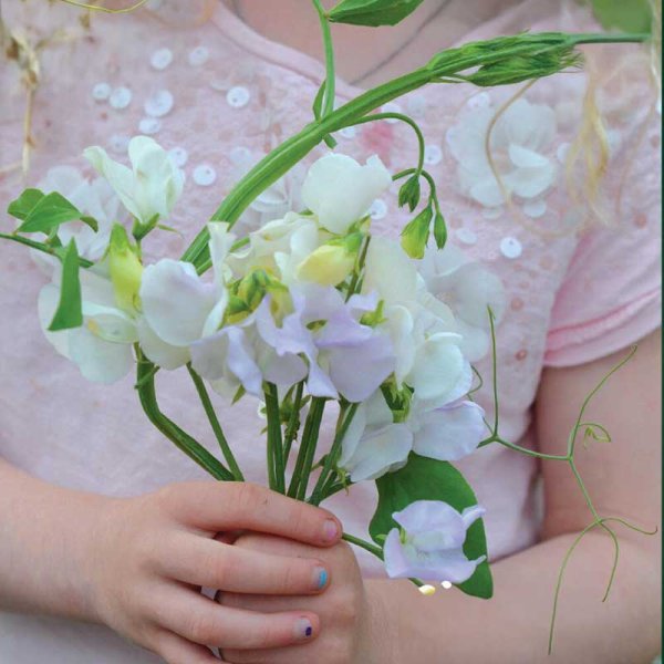 Duftwicke 'Spencer Arthur Hellyer'