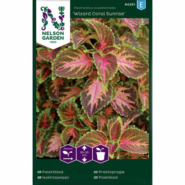 Coleus 'Wizard Coral Sunrise'