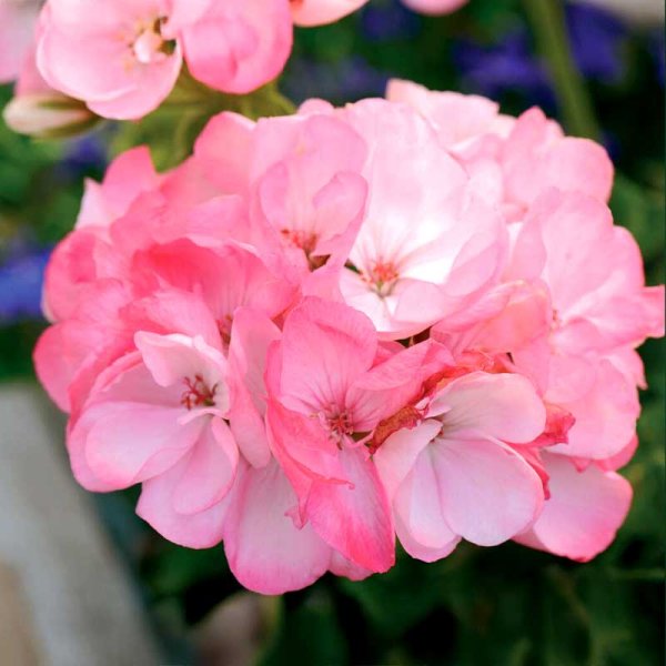 Pelargonie 'Inspire Pink' F1
