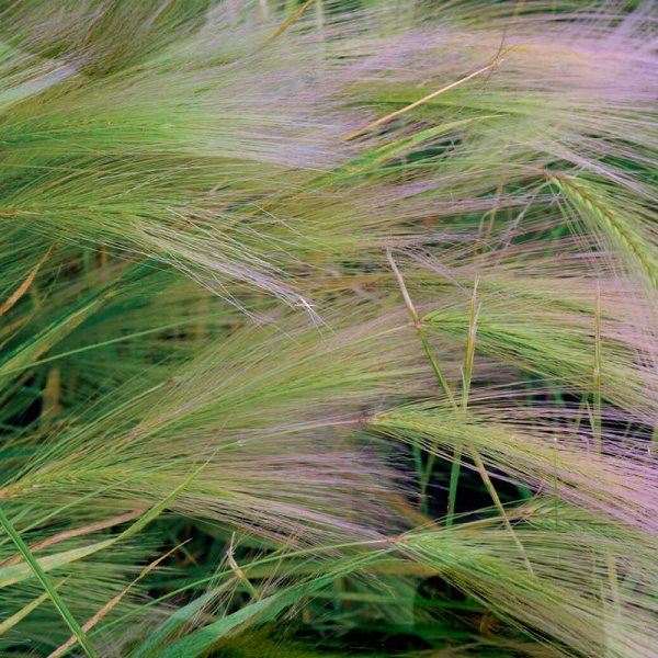 Ziergras Mäuseschwanzgras