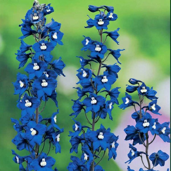 Gartenrittersporn 'Blue Bird'