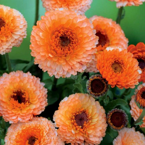 Ringelblume 'Pink Surprise'