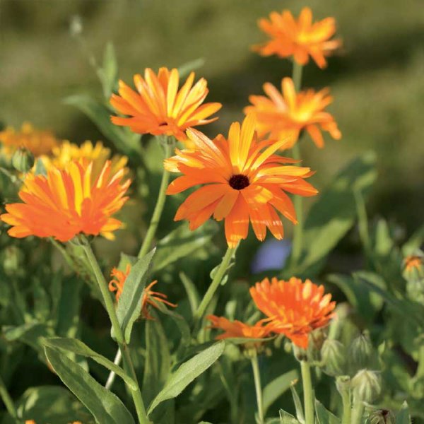 Ringelblume bunte Farben Organic