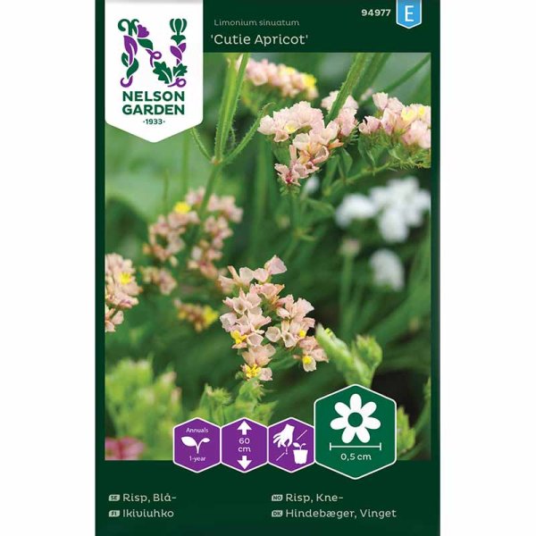 Blauer Strandflieder 'Cutie Apricot'