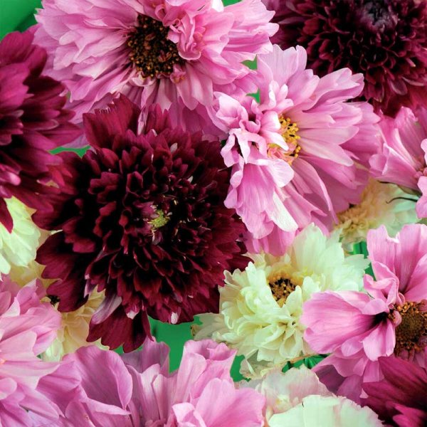 Kosmee 'Double Click'