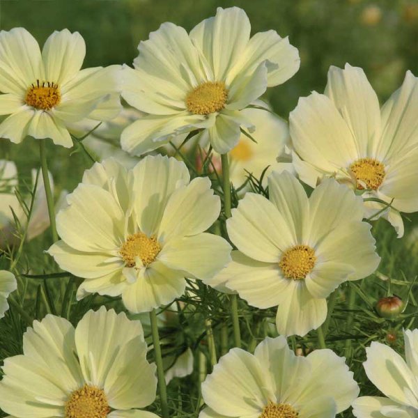 Cosmea 'Xanthos'