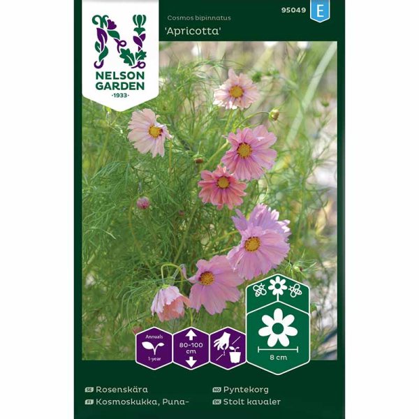 Kosmee 'Apricotta'