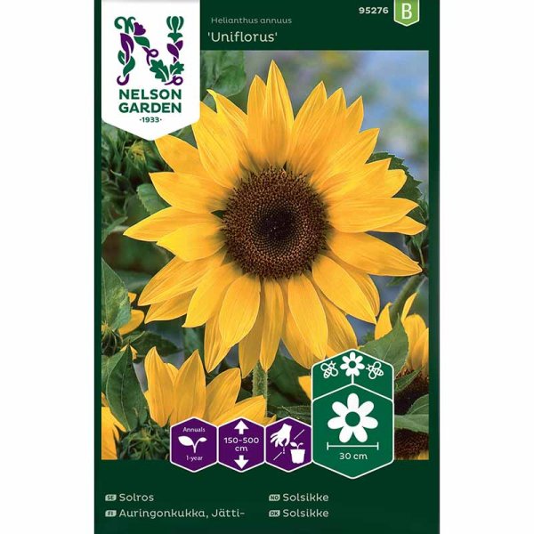 Sonnenblume 'Uniflorus'