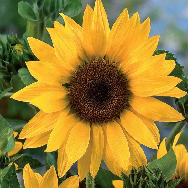 Sonnenblume 'Uniflorus'