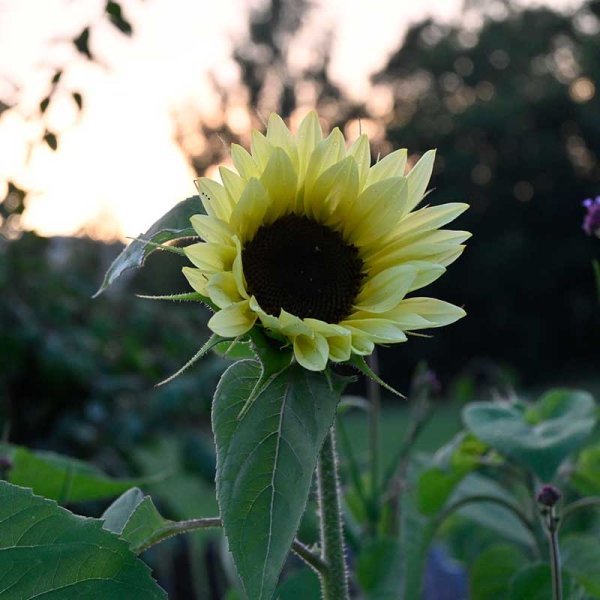 Sunflower 'Buttercream' F1