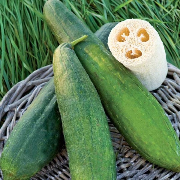 Mexikanische Minigurke