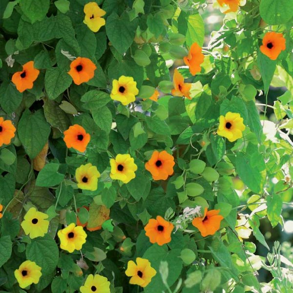 Schwarzäugige Susanne